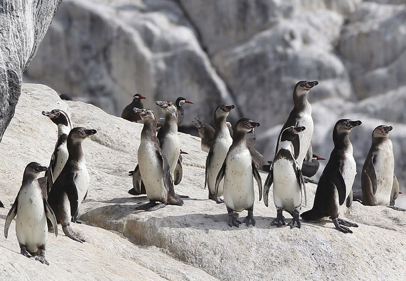 Бео зоо врт: Стижу нам пингвини